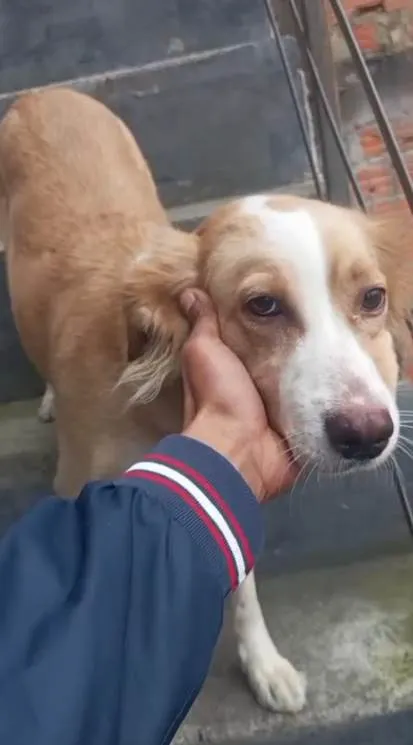 Cachorro ra a SRD-ViraLata idade 2 a 6 meses nome Adoção Urgente
