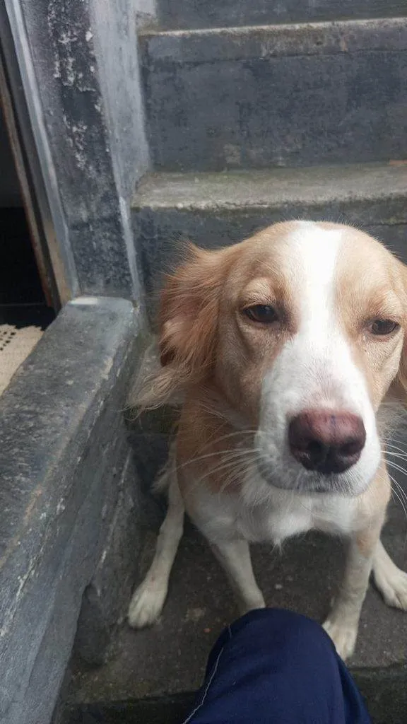 Cachorro ra a SRD-ViraLata idade 2 a 6 meses nome Adoção Urgente