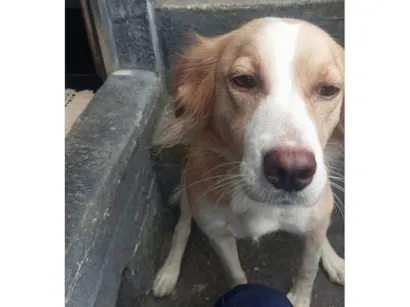 Cachorro raça SRD-ViraLata idade 2 a 6 meses nome Adoção Urgente