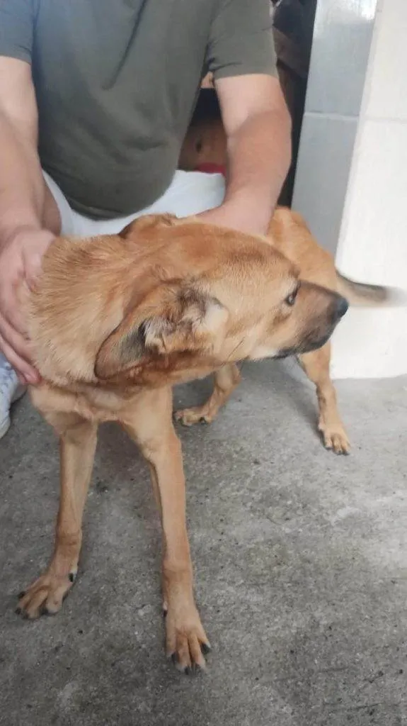 Cachorro ra a SRD-ViraLata idade 2 a 6 meses nome Porte P Urgente