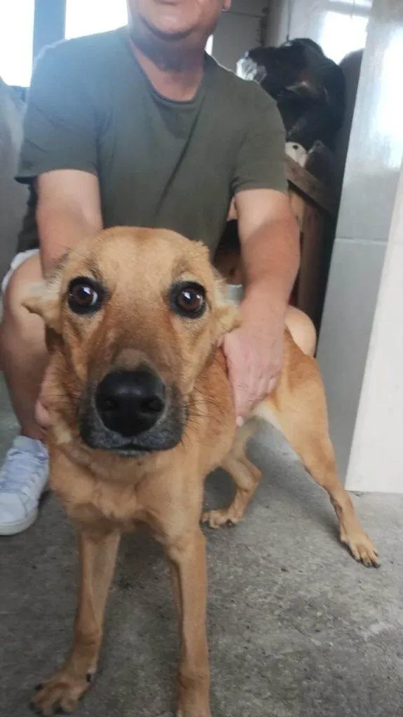 Cachorro ra a SRD-ViraLata idade 2 a 6 meses nome Porte P Urgente