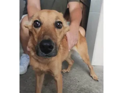 Cachorro raça SRD-ViraLata idade 2 a 6 meses nome Porte P Urgente