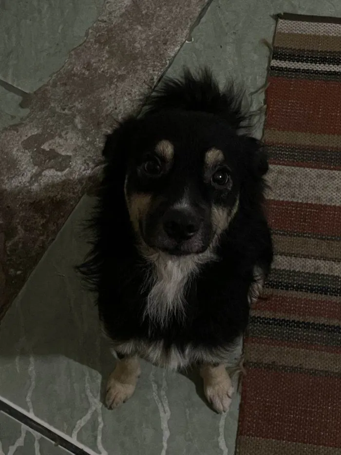 Cachorro ra a SRD-ViraLata idade 2 a 6 meses nome Porte P Urgente