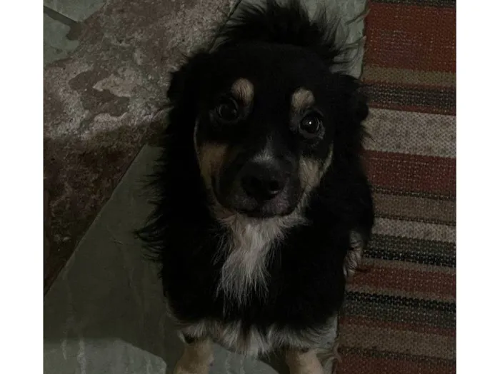 Cachorro ra a SRD-ViraLata idade 2 a 6 meses nome Porte P Urgente