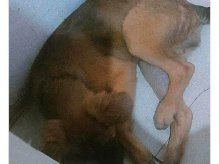 Cachorro ra a Pastor Alemão idade 2 a 6 meses nome Amora ??