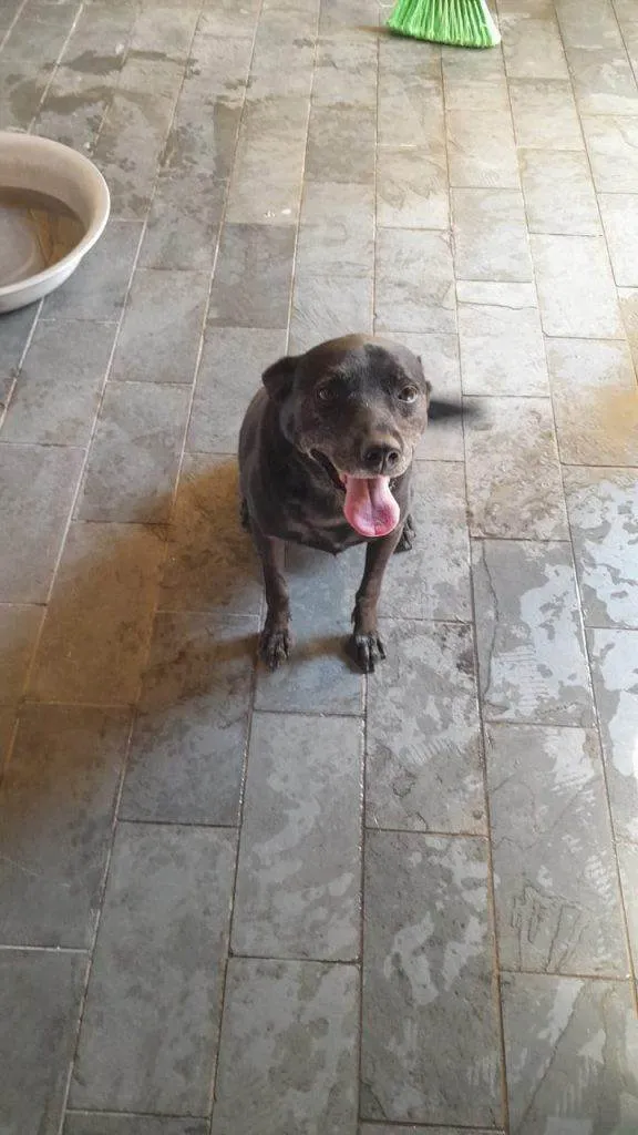 Cachorro ra a SRD-ViraLata idade 7 a 11 meses nome Adoção Urgente