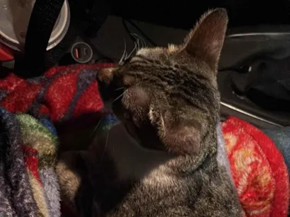 Gato raça SRD-ViraLata idade 7 a 11 meses nome Marola