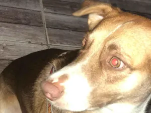 Cachorro raça SRD-ViraLata idade 2 a 6 meses nome Maicon 