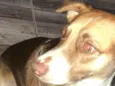 Maicon