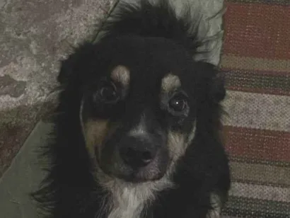 Cachorro raça SRD-ViraLata idade 2 a 6 meses nome Porte P Urgente