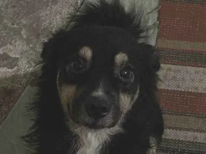 Cachorro ra a SRD-ViraLata idade 2 a 6 meses nome Porte P Urgente