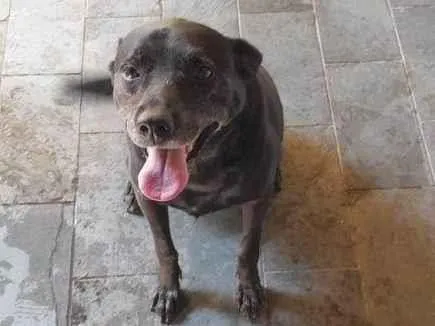 Cachorro ra a SRD-ViraLata idade 7 a 11 meses nome Adoção Urgente