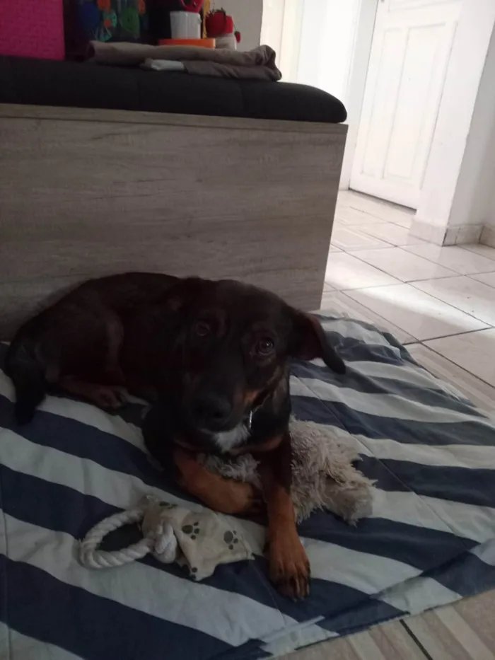 Cachorro ra a SRD-ViraLata idade 2 a 6 meses nome Fêmea Urgente