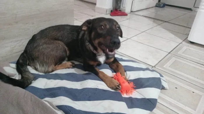 Cachorro ra a SRD-ViraLata idade 2 a 6 meses nome Fêmea Urgente