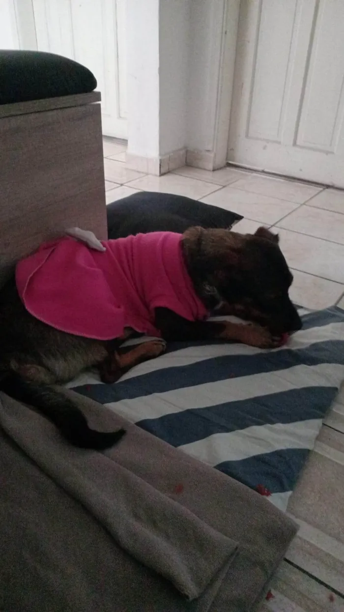 Cachorro ra a SRD-ViraLata idade 2 a 6 meses nome Fêmea Urgente