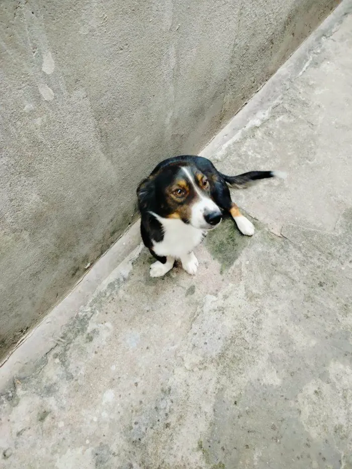 Cachorro ra a SRD-ViraLata idade 2 a 6 meses nome Porte P Urgente