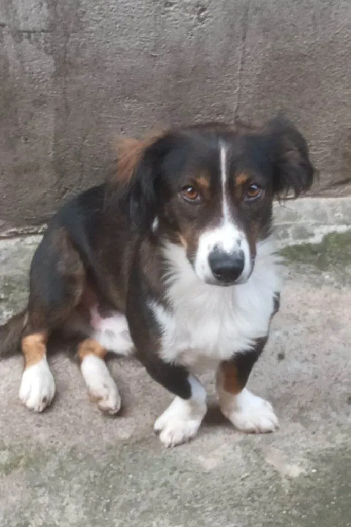 Cachorro ra a SRD-ViraLata idade 2 a 6 meses nome Porte P Urgente