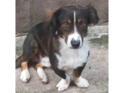 Cachorro raça SRD-ViraLata idade 2 a 6 meses nome Porte P Urgente