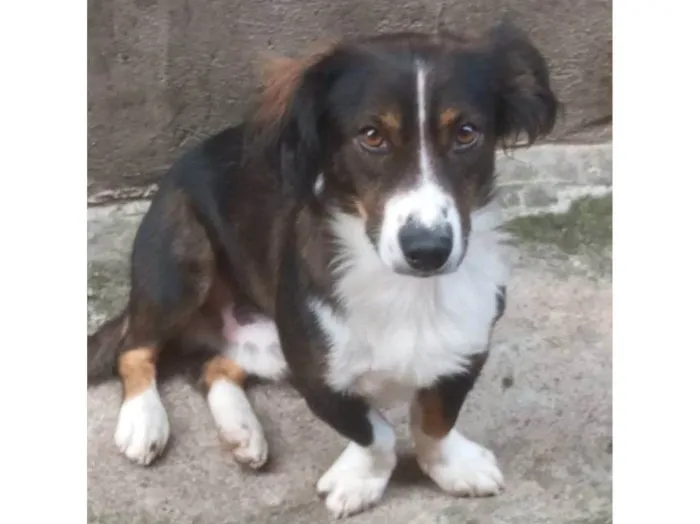 Cachorro ra a SRD-ViraLata idade 2 a 6 meses nome Porte P Urgente