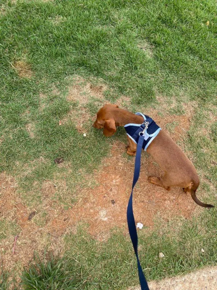 Cachorro ra a SRD-ViraLata idade 2 a 6 meses nome Dachshund Urgente