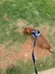Dachshund Urgente