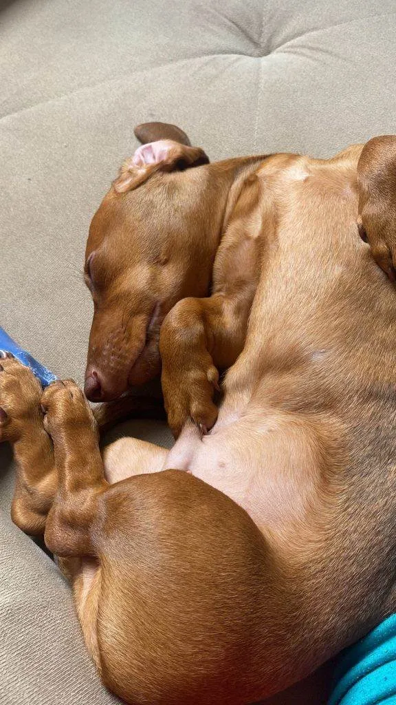 Cachorro ra a SRD-ViraLata idade 2 a 6 meses nome Dachshund Urgente