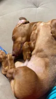 Dachshund Urgente