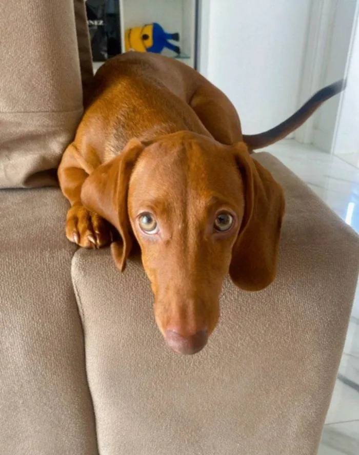 Cachorro ra a SRD-ViraLata idade 2 a 6 meses nome Dachshund Urgente
