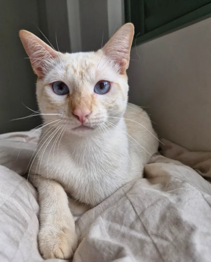 Gato ra a SRD-ViraLata idade 1 ano nome Gohan