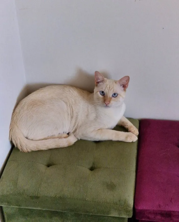 Gato ra a SRD-ViraLata idade 1 ano nome Gohan
