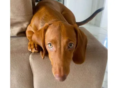 Cachorro raça SRD-ViraLata idade 2 a 6 meses nome Dachshund Urgente