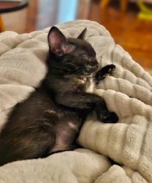 Gato raça SRD-ViraLata idade 7 a 11 meses nome Shoyu