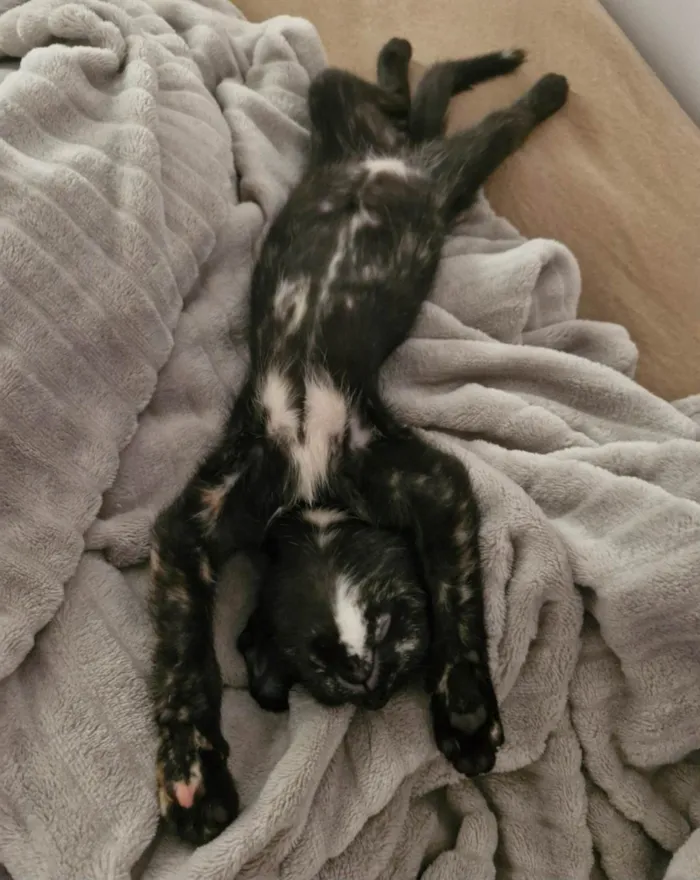 Gato ra a SRD-ViraLata idade 7 a 11 meses nome Shoyu