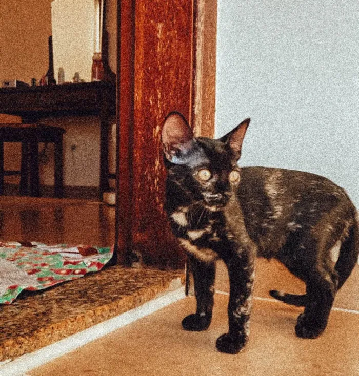 Gato ra a SRD-ViraLata idade 7 a 11 meses nome Shoyu