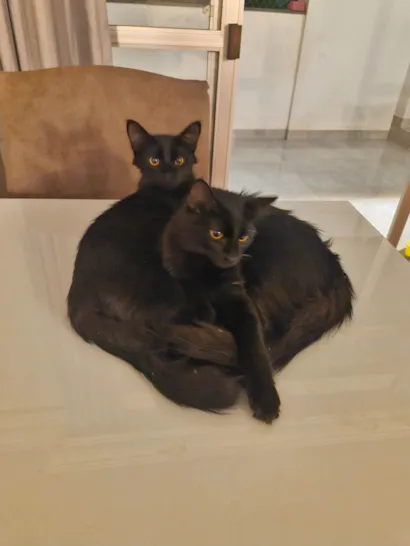 Gato raça SRD-ViraLata idade 7 a 11 meses nome Gatos gêmeos para Adoção