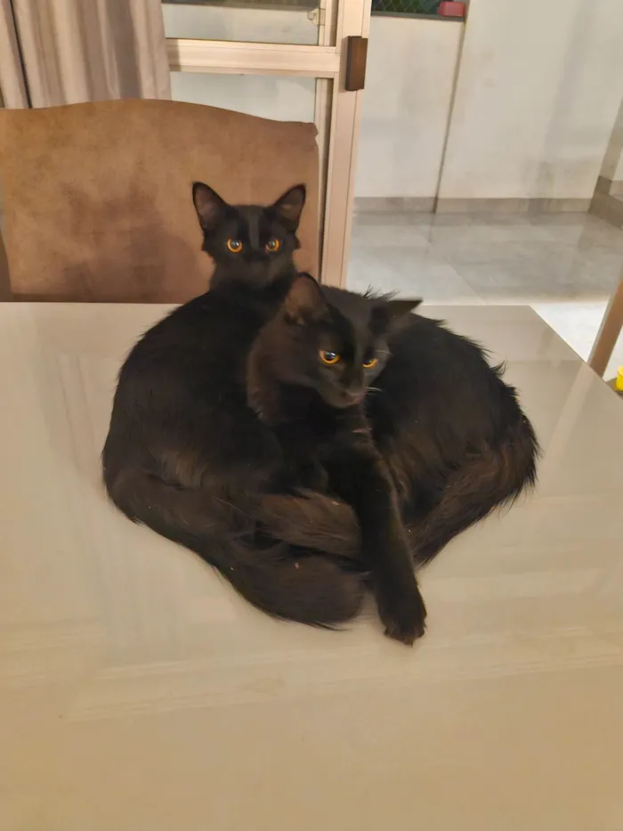 Gato ra a SRD-ViraLata idade 7 a 11 meses nome Gatos gêmeos para Adoção