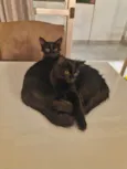 Gatos gêmeos para Adoção
