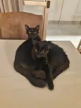 Gatos gêmeos para Adoção