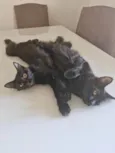 Gatos gêmeos para Adoção