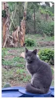 Atende por nem,porquê  chamava ele de neném 