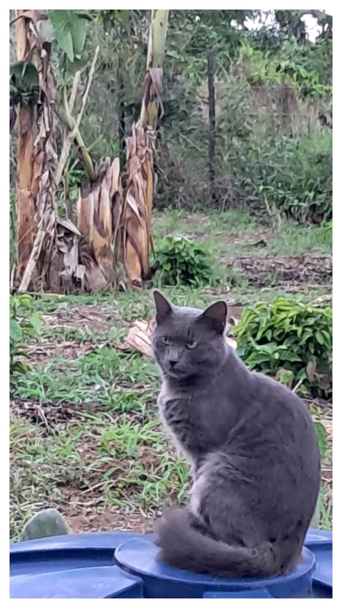 Gato ra a Angorá idade 1 ano nome Atende por nem,porquê  chamava ele de neném 