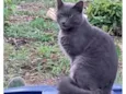 Atende por nem,porquê  chamava ele de neném 