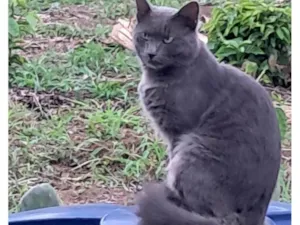 Gato raça Angorá idade 1 ano nome Atende por nem,porquê  chamava ele de neném 