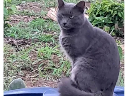 Gato raça Angorá idade 1 ano nome Atende por nem,porquê  chamava ele de neném 