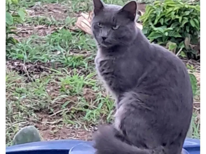 Gato ra a Angorá idade 1 ano nome Atende por nem,porquê  chamava ele de neném 