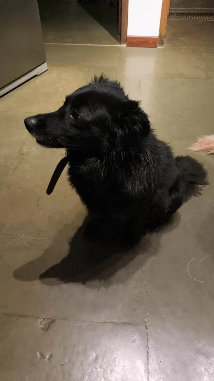 Cachorro ra a SRD-ViraLata idade 2 a 6 meses nome Porte P/M Urgente
