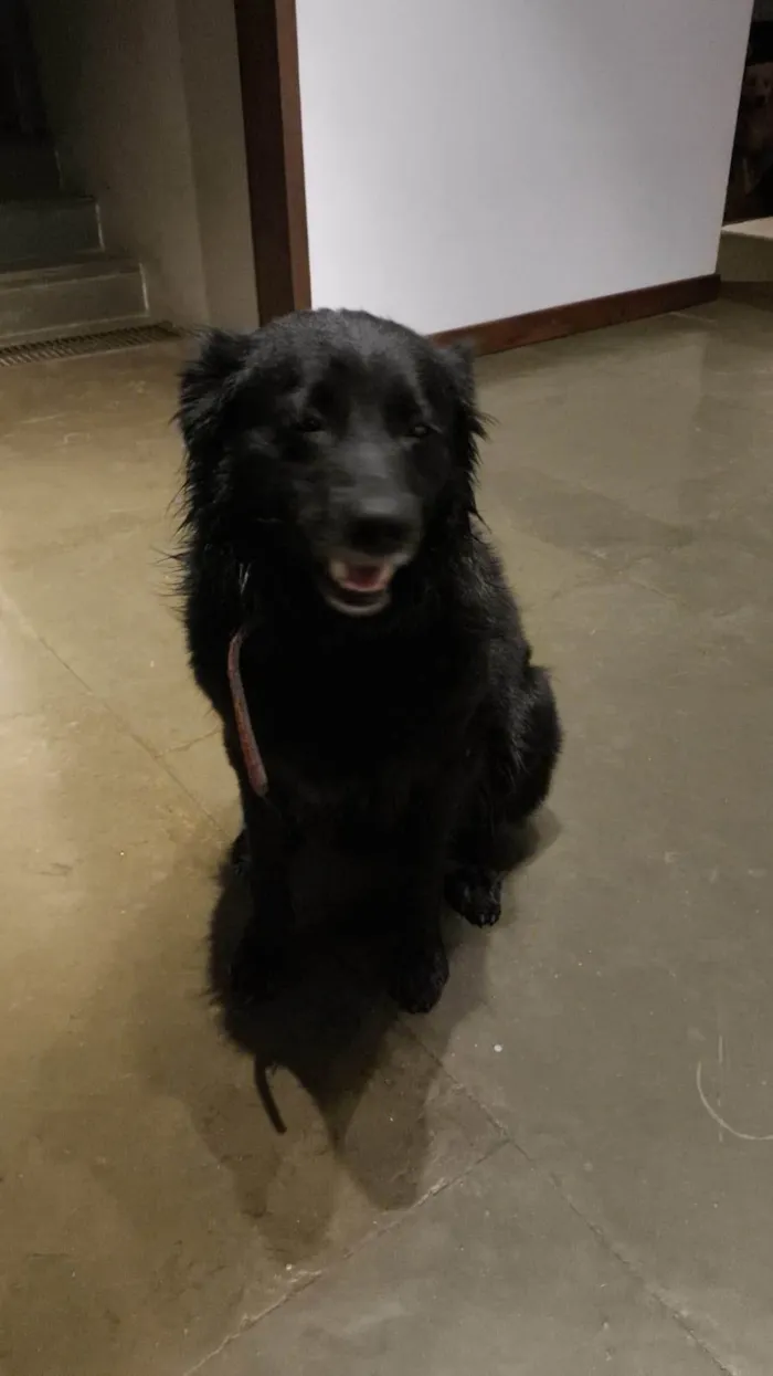 Cachorro ra a SRD-ViraLata idade 2 a 6 meses nome Porte P/M Urgente
