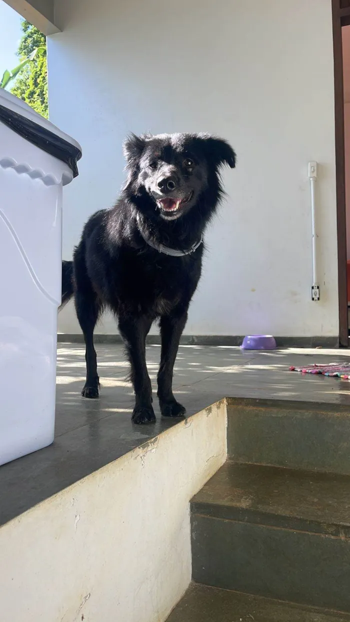 Cachorro ra a SRD-ViraLata idade 2 a 6 meses nome Porte P/M Urgente