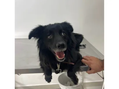 Cachorro raça SRD-ViraLata idade 2 a 6 meses nome Porte P/M Urgente