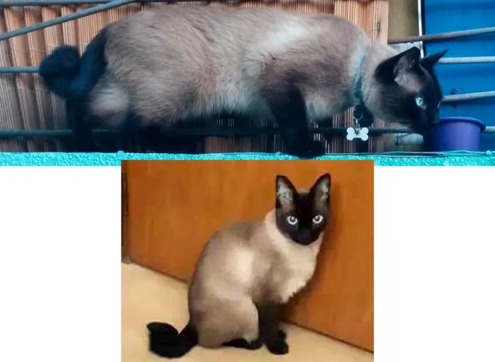 Gato ra a Siamês idade 5 anos nome Lollo